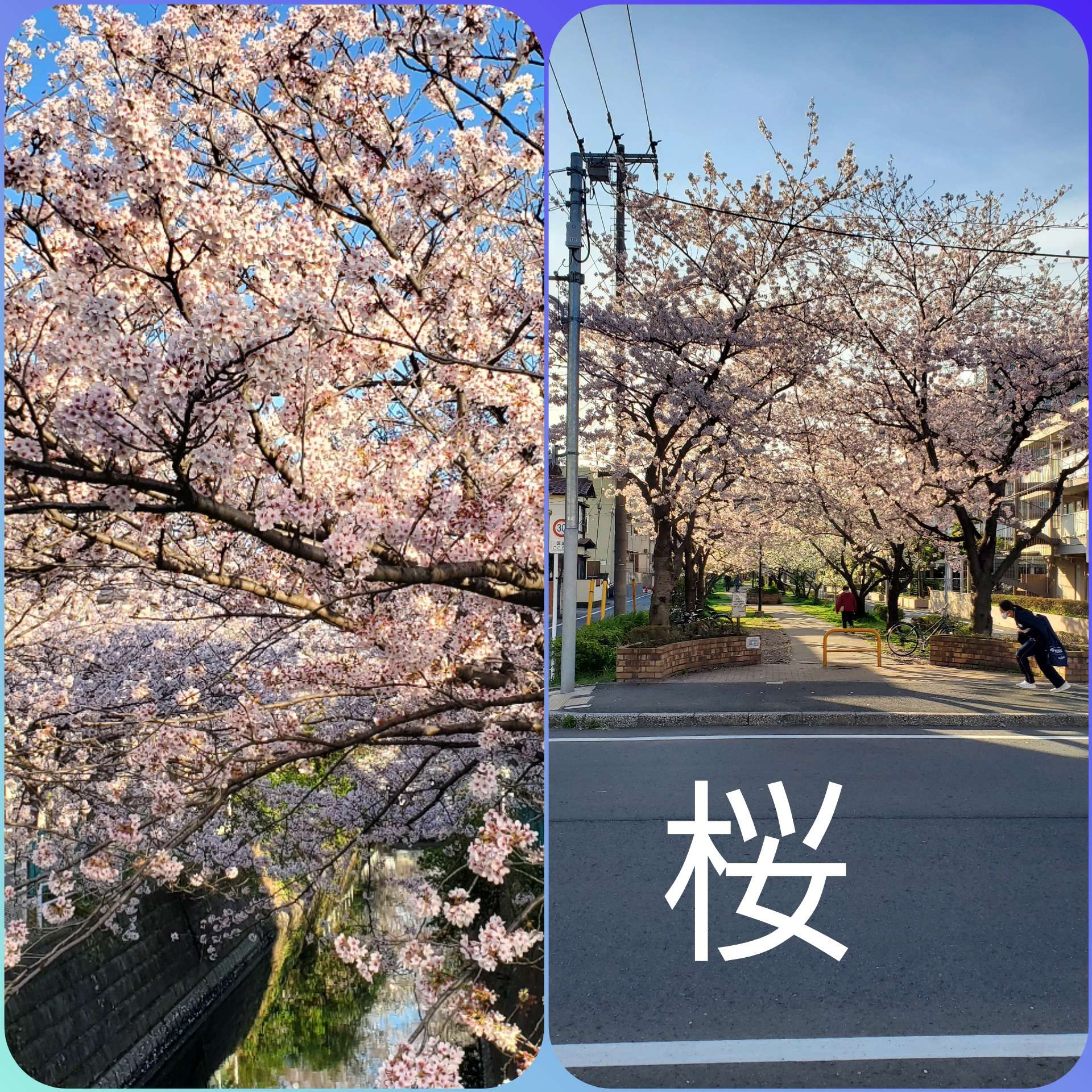 事務所の近く【桜】が満開になりました。とっても綺麗です。毎年桜を拝見してこの桜のように綺麗に仕上げるぞ❗って気持ちになります